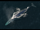 https://image.noelshack.com/minis/2024/14/2/1712021633-anim1754-flickr-noaa-photo-library.png