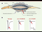 https://image.noelshack.com/fichiers/2024/14/5/1712309915-medsci2003196-7p725-fig6-big.jpg