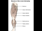 https://image.noelshack.com/fichiers/2024/14/7/1712508127-illu-lower-extremity-muscles.jpg