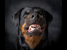 https://image.noelshack.com/fichiers/2024/15/1/1712527556-angry-dog-showing-its-teeth.jpg