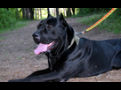 https://image.noelshack.com/minis/2024/15/4/1712871147-cane-corso-1-093746.png