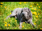 https://image.noelshack.com/minis/2024/15/4/1712871995-shar-pei-allong-dans-lherbe.png