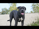 https://image.noelshack.com/minis/2024/16/1/1713135859-cane-corso-4-sophie-hollies-ecbtolx2myo-unsplash.png
