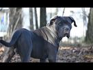 https://image.noelshack.com/minis/2024/16/1/1713135911-cane-corso-6-sophie-hollies-fnhsz0-mh6k-unsplash.png
