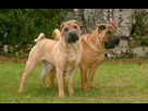 https://image.noelshack.com/minis/2024/16/1/1713136069-deux-shar-pei-adultes-debouts-dans-lherbe.png