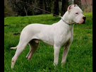 https://image.noelshack.com/minis/2024/16/1/1713136574-dogue-argentin.png