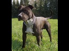https://image.noelshack.com/minis/2024/16/1/1713136847-american-staffordshire-terrier.png
