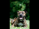 https://image.noelshack.com/minis/2024/16/1/1713136900-amstaff.png