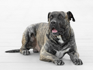 https://image.noelshack.com/minis/2024/16/1/1713137035-317-big-dogo-presa-canario-dogue-des-canaries.png