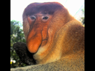 https://image.noelshack.com/fichiers/2024/16/3/1713348519-619px-portrait-of-a-proboscis-monkey.jpg