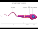 https://image.noelshack.com/fichiers/2024/16/7/1713703009-21669355-illustration-de-la-structure-cellulaire-du-sperme-humain-ou-du-spermatozoide-vectoriel.jpg