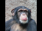 https://image.noelshack.com/fichiers/2024/17/1/1713752274-640px-chimpanzee-head.jpg