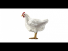 https://image.noelshack.com/fichiers/2024/17/1/1713752374-hero-poulet.jpg