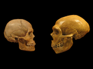 https://www.noelshack.com/2024-17-4-1714059043-sapiens-neanderthal-comparison-en-blackbackground.png