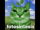 https://image.noelshack.com/minis/2024/18/2/1714485630-laplanteverte-fotosintesis.png