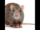 https://image.noelshack.com/fichiers/2024/18/3/1714549719-rat-gris.jpg