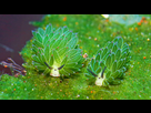 https://www.noelshack.com/2024-18-6-1714816409-leaf-sheep-sea-slug-tulamben-bali.jpg