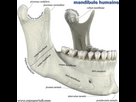 https://image.noelshack.com/fichiers/2024/18/7/1714862879-mandibule.jpg