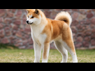 https://image.noelshack.com/fichiers/2024/19/4/1715252701-akita-inu.jpg