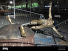 https://image.noelshack.com/fichiers/2024/19/6/1715453026-the-staue-of-football-player-zlatan-ibrahimovic-placed-at-the-square-next-to-stadion-football-arena-in-malmo-sweden-has-been-completly-sawn-down-and-destroyed-during-the-night-january-05-2019-photo-johan-nilsson-tt-kod-50090-2gjd0ay.jpg