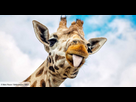https://image.noelshack.com/fichiers/2024/19/7/1715517730-cinq-choses-que-vous-ne-saviez-pas-sur-la-girafe.jpg