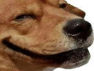 https://image.noelshack.com/fichiers/2024/20/1/1715624354-chiengue.png