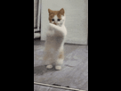 https://image.noelshack.com/minis/2024/21/3/1716394983-dancing-cat-dance.png