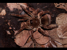 https://image.noelshack.com/fichiers/2024/21/5/1716506812-araignee-goliath-theraphosa-blondi-dan-olsen-edit-350x234.jpeg