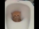 https://image.noelshack.com/minis/2024/21/7/1716750699-skibicat.png