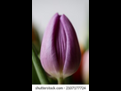 https://image.noelshack.com/fichiers/2024/22/3/1717015075-flower-purple-tulip-looks-like-260nw-2107177724.jpg