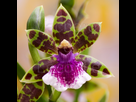 https://image.noelshack.com/fichiers/2024/22/3/1717015662-zygopetalum.jpg