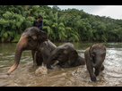 https://image.noelshack.com/fichiers/2024/23/1/1717426261-thailand-elephants-16.jpg