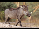 https://image.noelshack.com/fichiers/2024/23/5/1717788994-1200px-nolan-warthog-phacochoerus-africanus-africanus.jpg