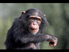 https://image.noelshack.com/fichiers/2024/24/7/1718521485-portrait-dun-chimpanze-pan-troglodytes-dans-son-habitat-1024x682.jpg