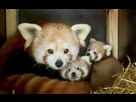 https://image.noelshack.com/minis/2024/25/3/1718819191-keeper-pic-of-new-red-panda-cubs.png