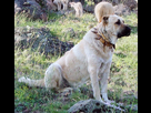 https://image.noelshack.com/minis/2024/25/4/1718842485-kangal-dog-with-spikey-collar-turkey.png