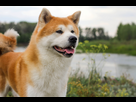 https://image.noelshack.com/minis/2024/25/4/1718842600-akita-inu-santevet.png
