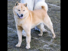 https://image.noelshack.com/minis/2024/25/4/1718842600-hokkaidou-inu.png