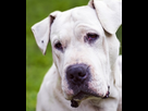 https://image.noelshack.com/minis/2024/25/4/1718842765-dogue-deskop-1.png