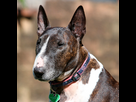 https://image.noelshack.com/minis/2024/25/4/1718842851-600x600-bull-terrier-header.png