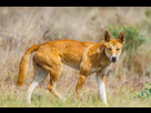 https://image.noelshack.com/minis/2024/25/4/1718842906-dingo-taille-chien.png