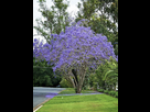 https://image.noelshack.com/fichiers/2024/25/6/1719078423-30258-1-jacaranda-mimosifolia.jpg