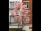 https://image.noelshack.com/fichiers/2024/25/6/1719079154-toona-sinensis-flamingo-arbre-boulevard-saint-marcel-paris-printemps-mai-2023-03.jpg