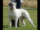 https://image.noelshack.com/fichiers/2024/25/7/1719147138-american-bulldog-2.jpg