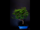 https://image.noelshack.com/fichiers/2024/26/5/1719537151-metasequoia-mistral-bonsai-fb.jpg