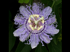 https://image.noelshack.com/fichiers/2024/27/1/1719795883-oq-passion-flower.jpg