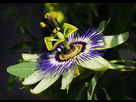 https://image.noelshack.com/fichiers/2024/27/1/1719795883-passiflora-caerulea-makro-close-up.jpg