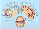 https://image.noelshack.com/fichiers/2024/27/1/1719838500-13496011-cortical-homunculus-illustration.jpg