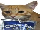 https://www.noelshack.com/2024-27-6-1720223810-1650830053-zfbe.png