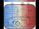 https://www.noelshack.com/2024-27-7-1720344052-pathways-involved-in-glucose-ketone-body-and-lipid-metabolism-glucose-can-be.png